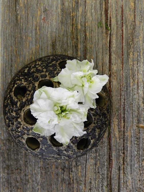 WHITE LARKSPUR